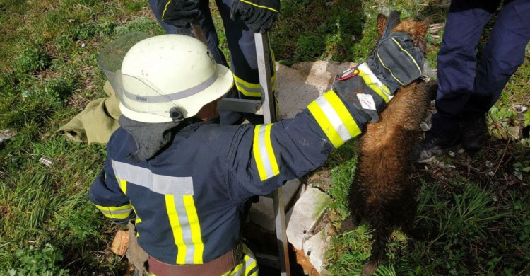 На Донетчине спасатели вытащили из колодца собаку (ФОТО)