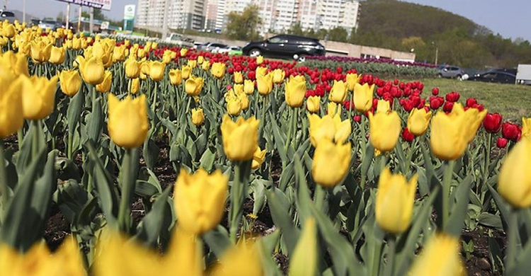 Мариуполь украсят тюльпанами за 17 тысяч гривен