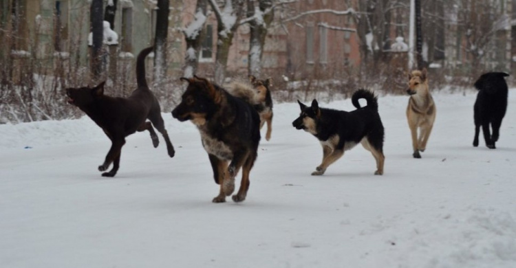 Жители Кальмиусского района не могли получить пенсии и почту из-за бродячих собак
