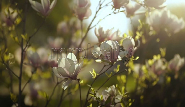 Город-сад: цветущий Мариуполь запечатлели на видео