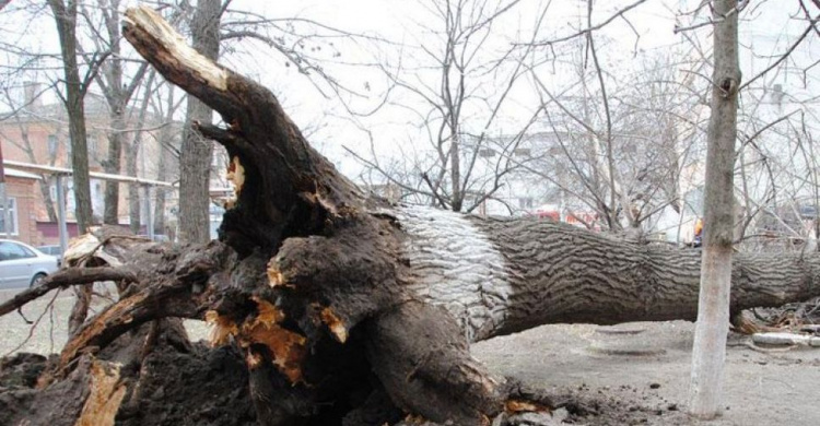 В мариупольском детском саду упало 15-метровое дерево