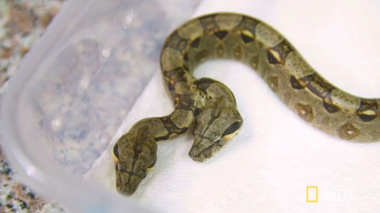 В США обнаружили двухголовую змею с двумя сердцами (ФОТО+ВИДЕО)