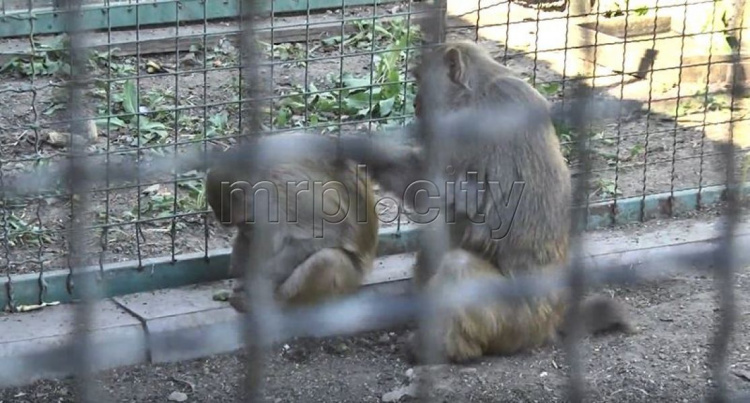 Лемуры, сервалы и макаки-резусы: в мариупольском зоопарке пополнение