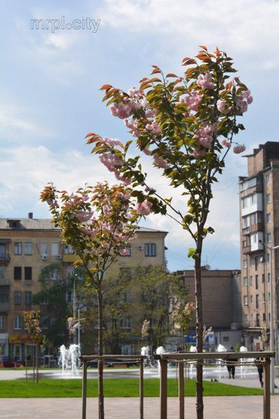 В центре Мариуполя расцвела сакура (ФОТОФАКТ)