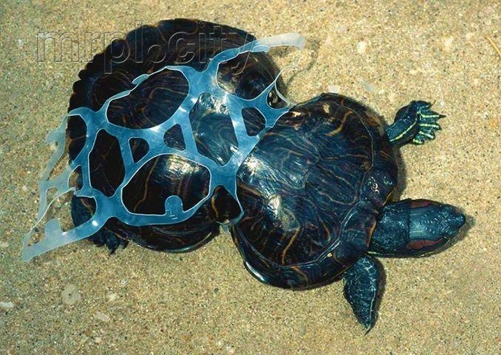 Солнечный свет лечит зеленых морских черепах с опухолями